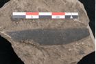 Foto (Detailansicht) von Eucalyptus oceanica Unger (NHMW-GEO-2024-0188-8035)